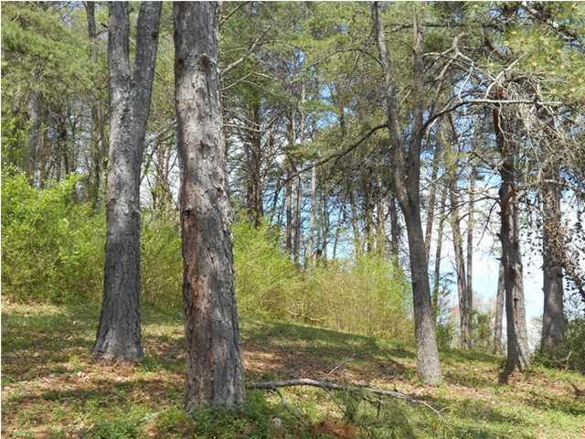 0 North Forest Road, Unit 58 Hixson, TN 37343 - Photo 5 of 13 Nice trees on lot