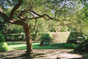 205 Hot Springs Road Santa Barbara, CA 93108 - Photo 3 of 6 a view of a yard with a tree