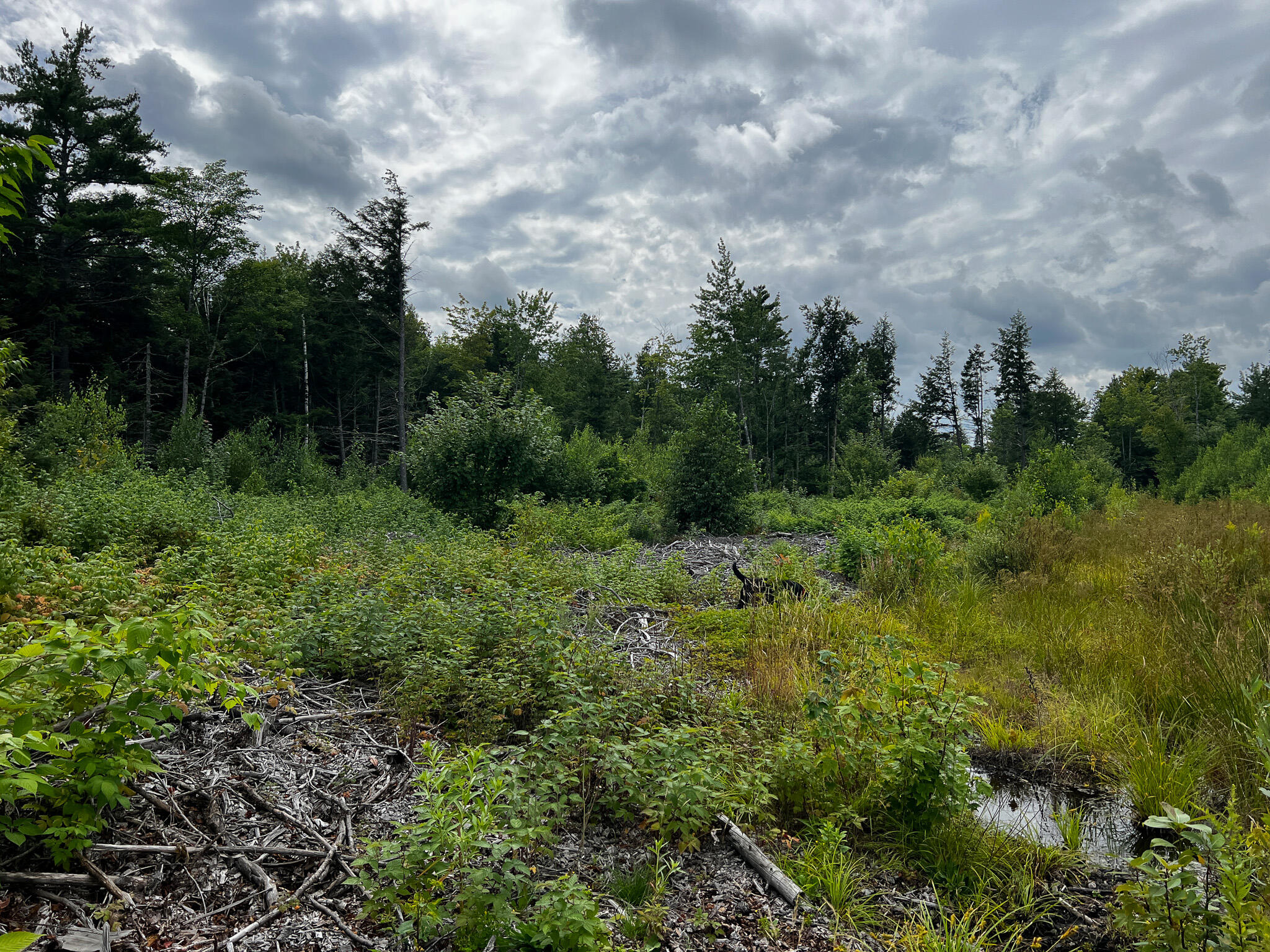 Lot 6-3 Brimstone Road Lagrange, ME 04453 - Photo 6 of 9 6