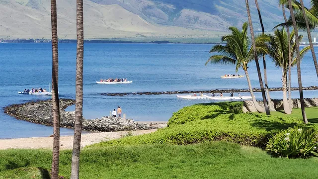 a garden with palm trees