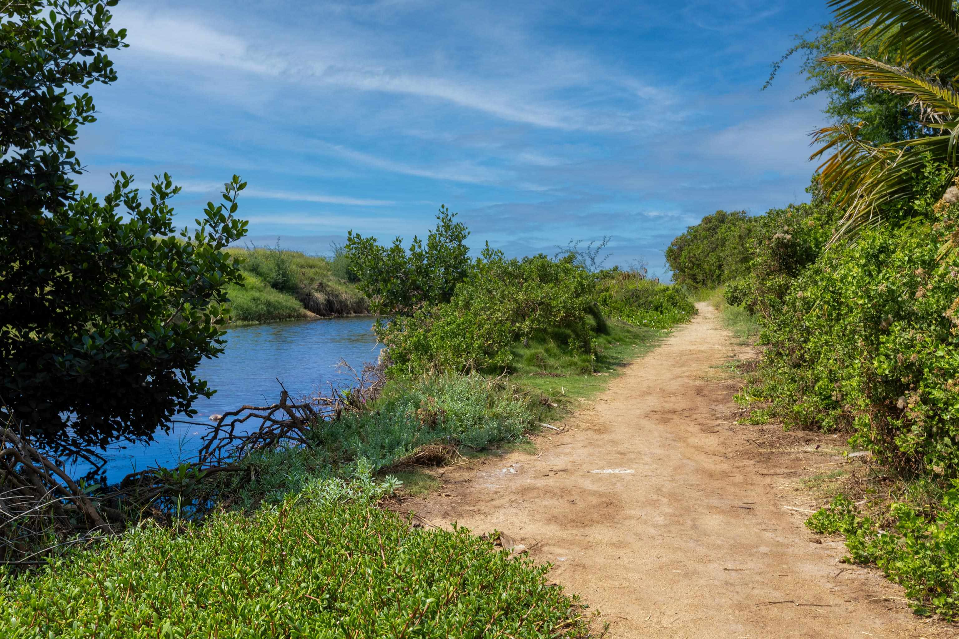 800 South Kihei Road, Unit 302 Kihei, HI 96753 - Photo 35 of 50 a view of a yard with plants and a large tree