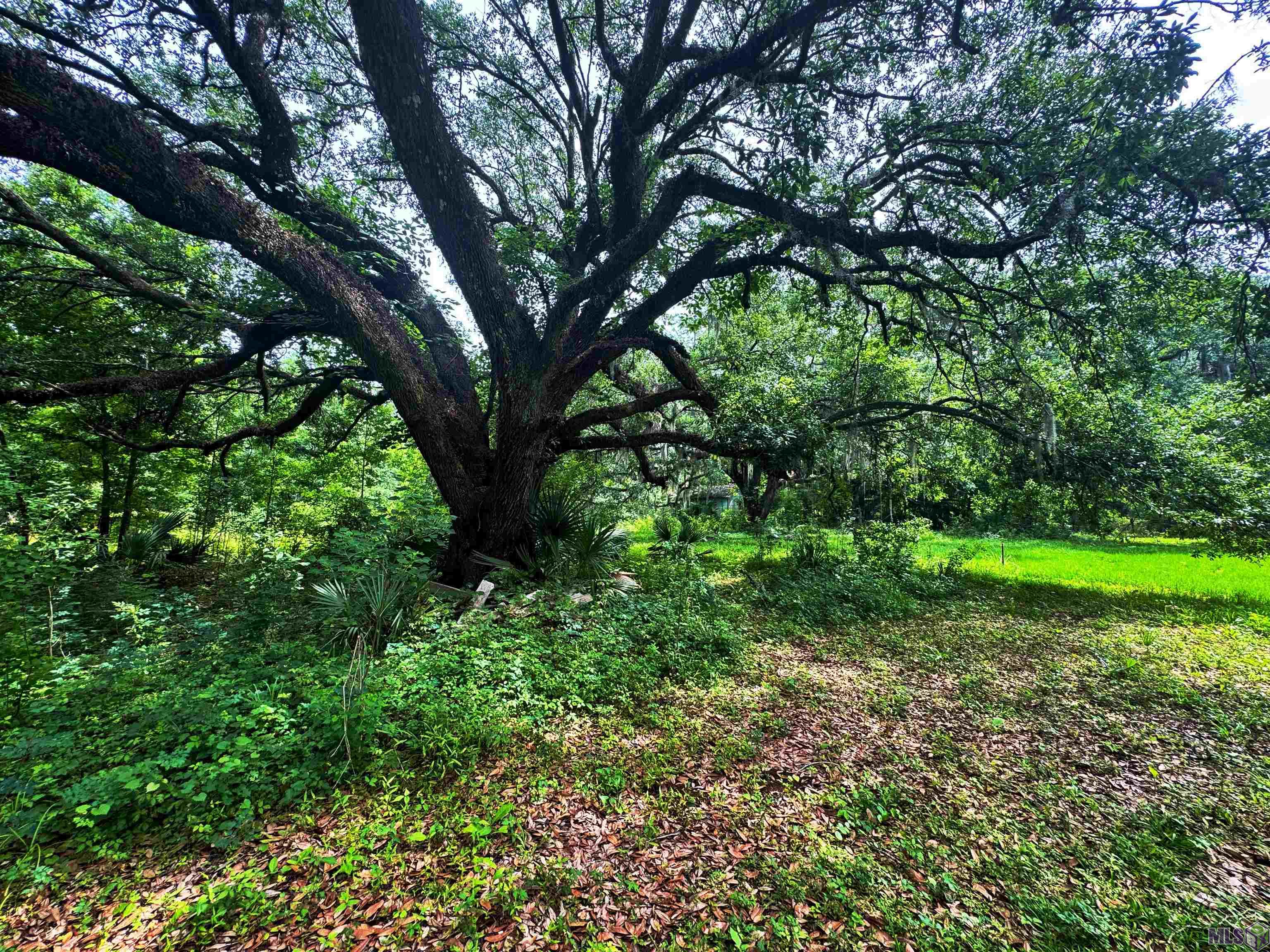 Tbd Michel Road Pierre Part, LA 70339 - Photo 2 of 4