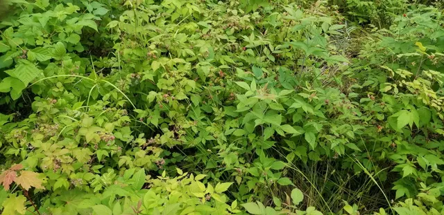 $74,500 | Lot 8 Winter Hill Lane, Monson, ME 04464