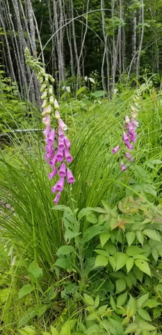 $74,500 | Lot 8 Winter Hill Lane, Monson, ME 04464