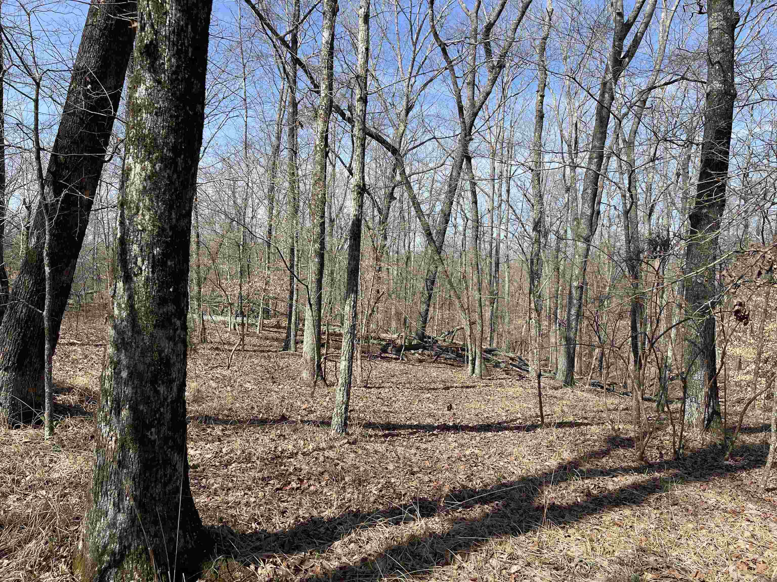 11 Liberty Road Morris Chapel, TN 38361 - Photo 4 of 20 a backyard of a house with lots of green space