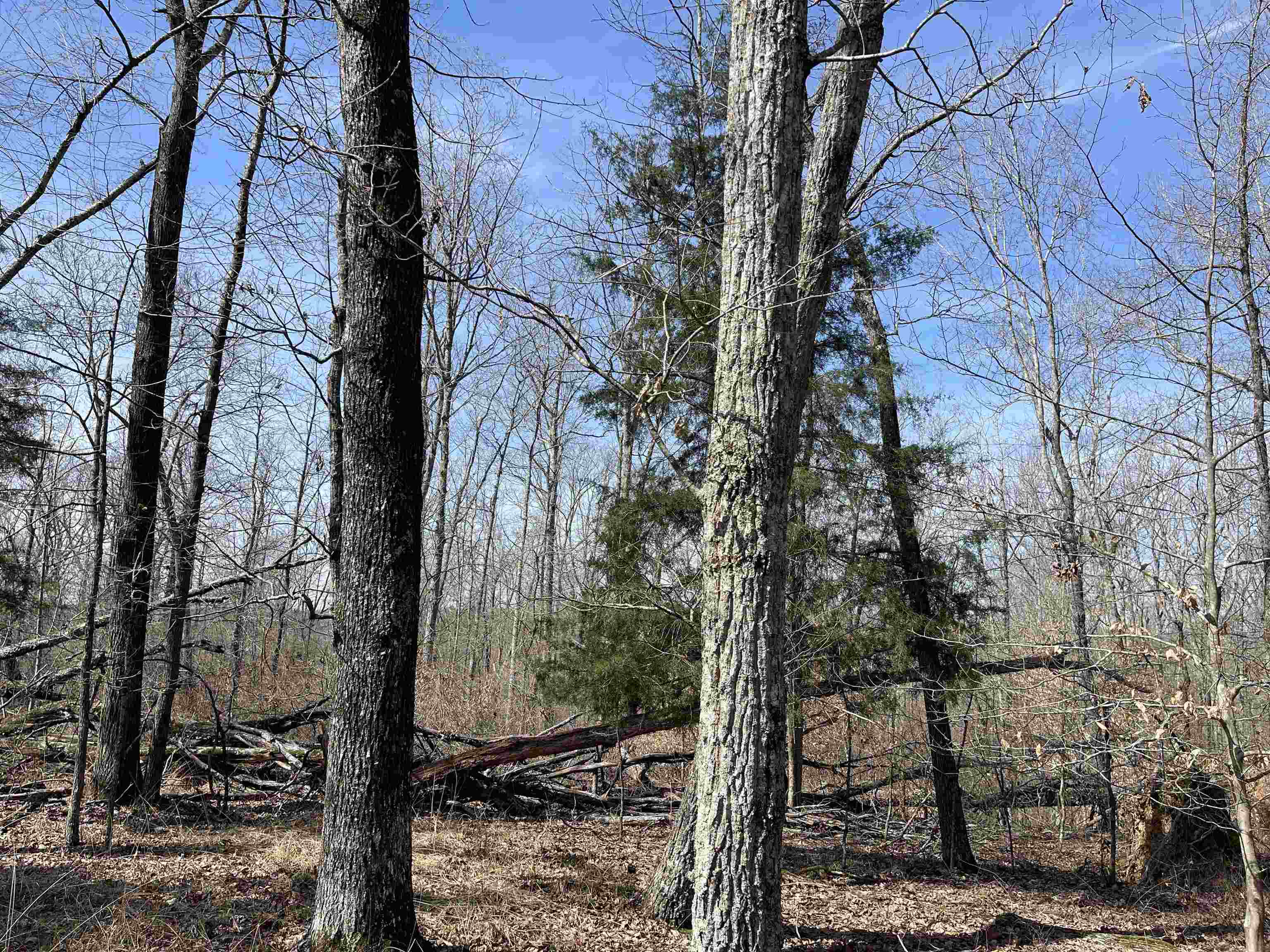 11 Liberty Road Morris Chapel, TN 38361 - Photo 5 of 20 a view of a forest
