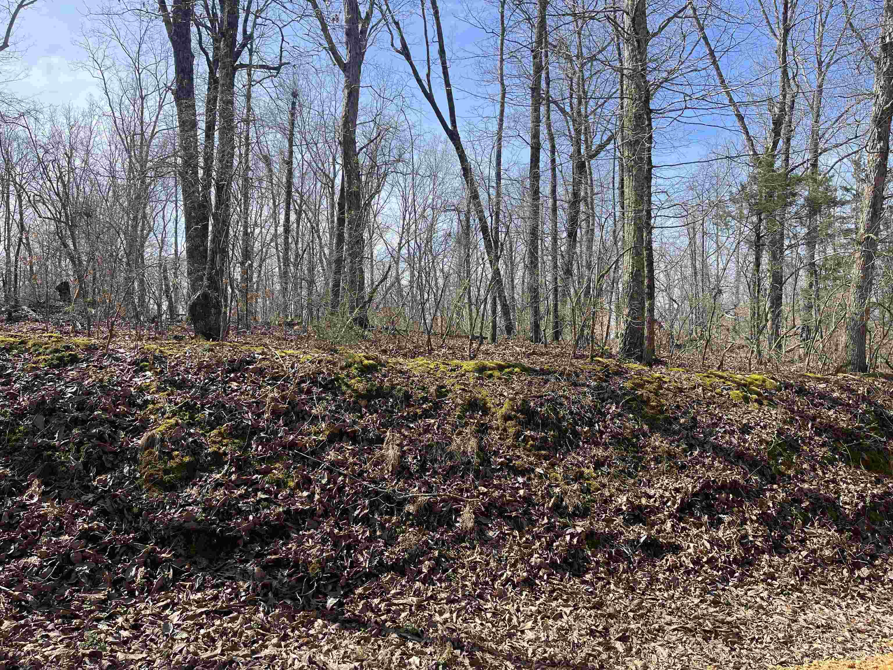 11 Liberty Road Morris Chapel, TN 38361 - Photo 6 of 20 a view of a yard with trees