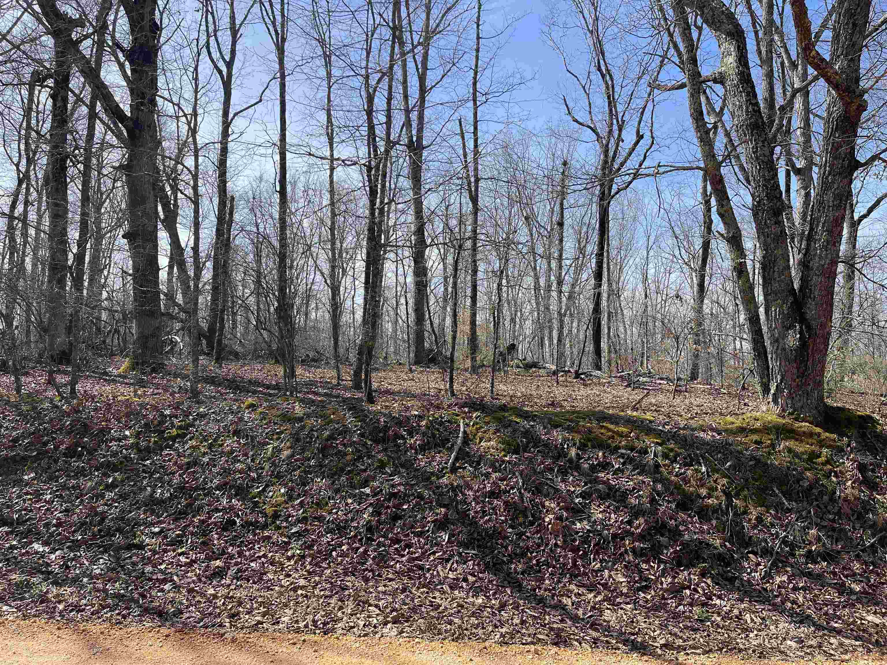 11 Liberty Road Morris Chapel, TN 38361 - Photo 8 of 20 a view of a backyard with large trees