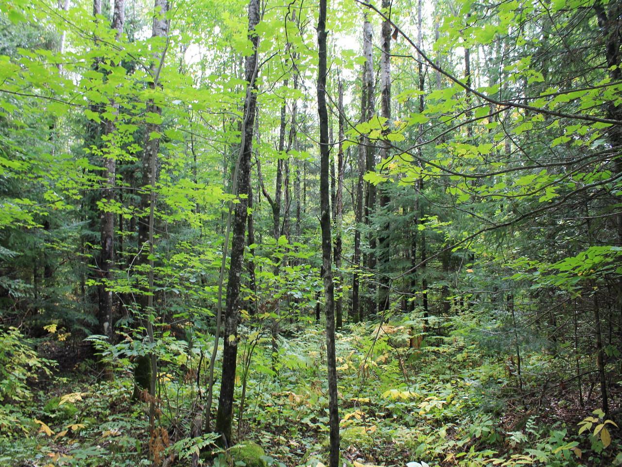 Off Nathan Pass, Unit LOT 29 Mercer, WI 54547 - Photo 2 of 15 Gallery Image 2