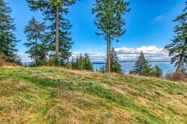 a view of a tree in a yard with potted plants
