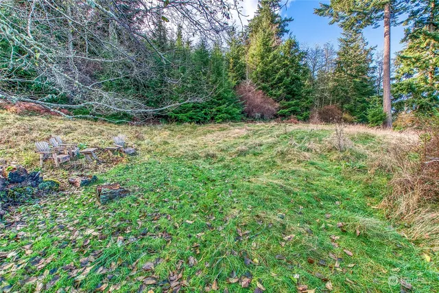 a view of a lush green forest