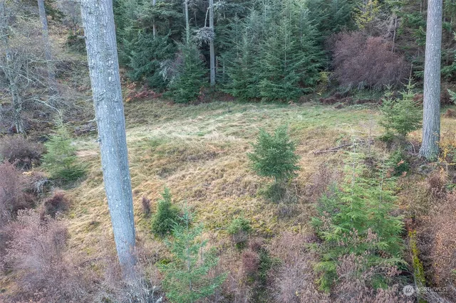 a view of a yard with trees