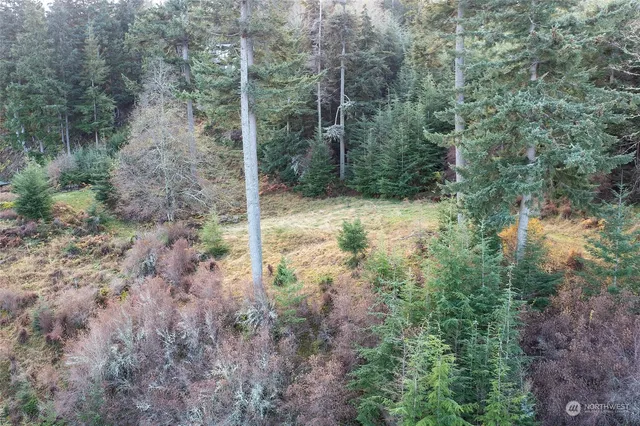 a view of a forest that has a tree
