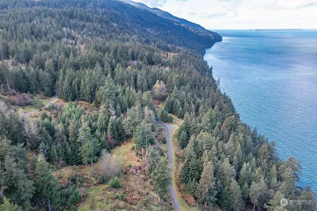 a view of a forest with a tree