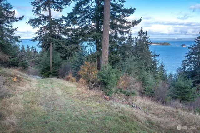 a view of a forest with trees in the background