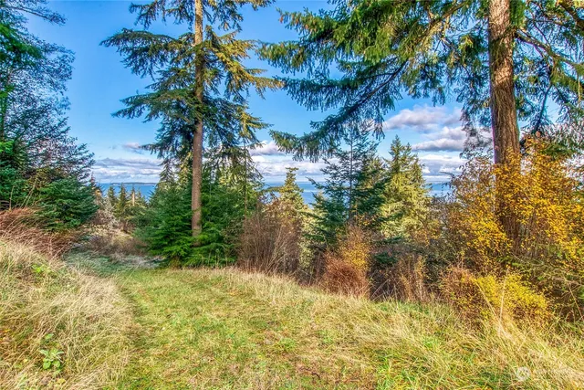 a view of a tree in a yard