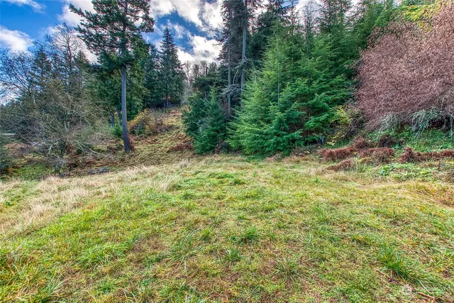 a view of a yard with plants and large trees
