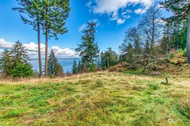 a view of a yard with plants and large trees