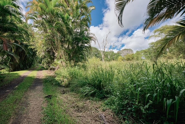 17-406 13 Mile Road Kurtistown, HI 96749 - Photo 5 of 29 a view of a yard with plants and large trees