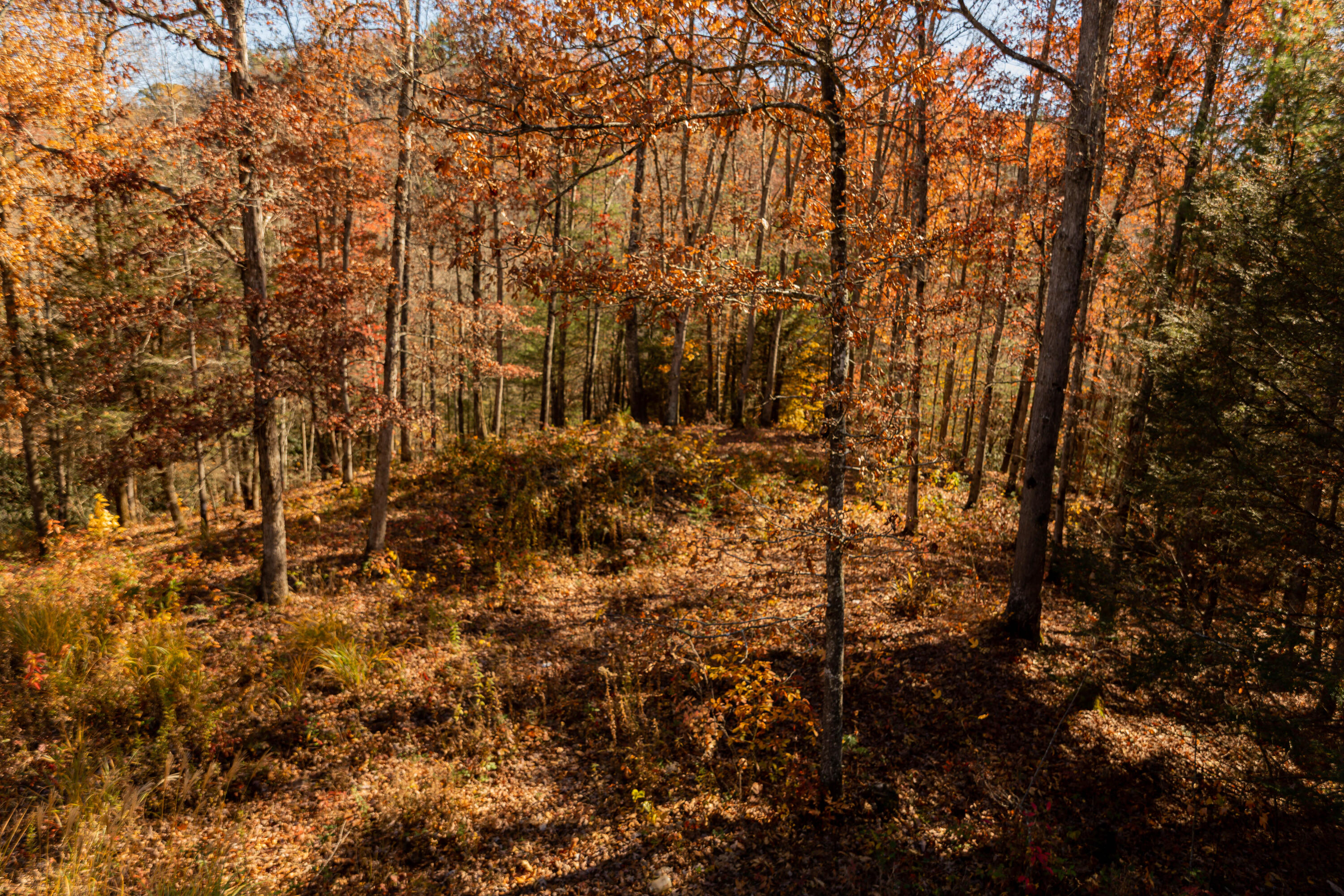 514 Adams Road Pine Ridge, KY 41360 - Photo 47 of 51 QY0A1900