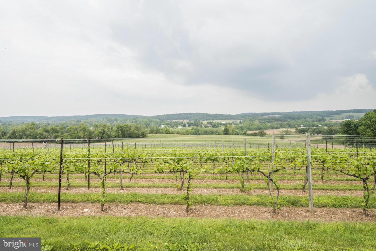 2427 Ebbvale Road Manchester, MD 21102 - Photo 20 of 28 Vineyards