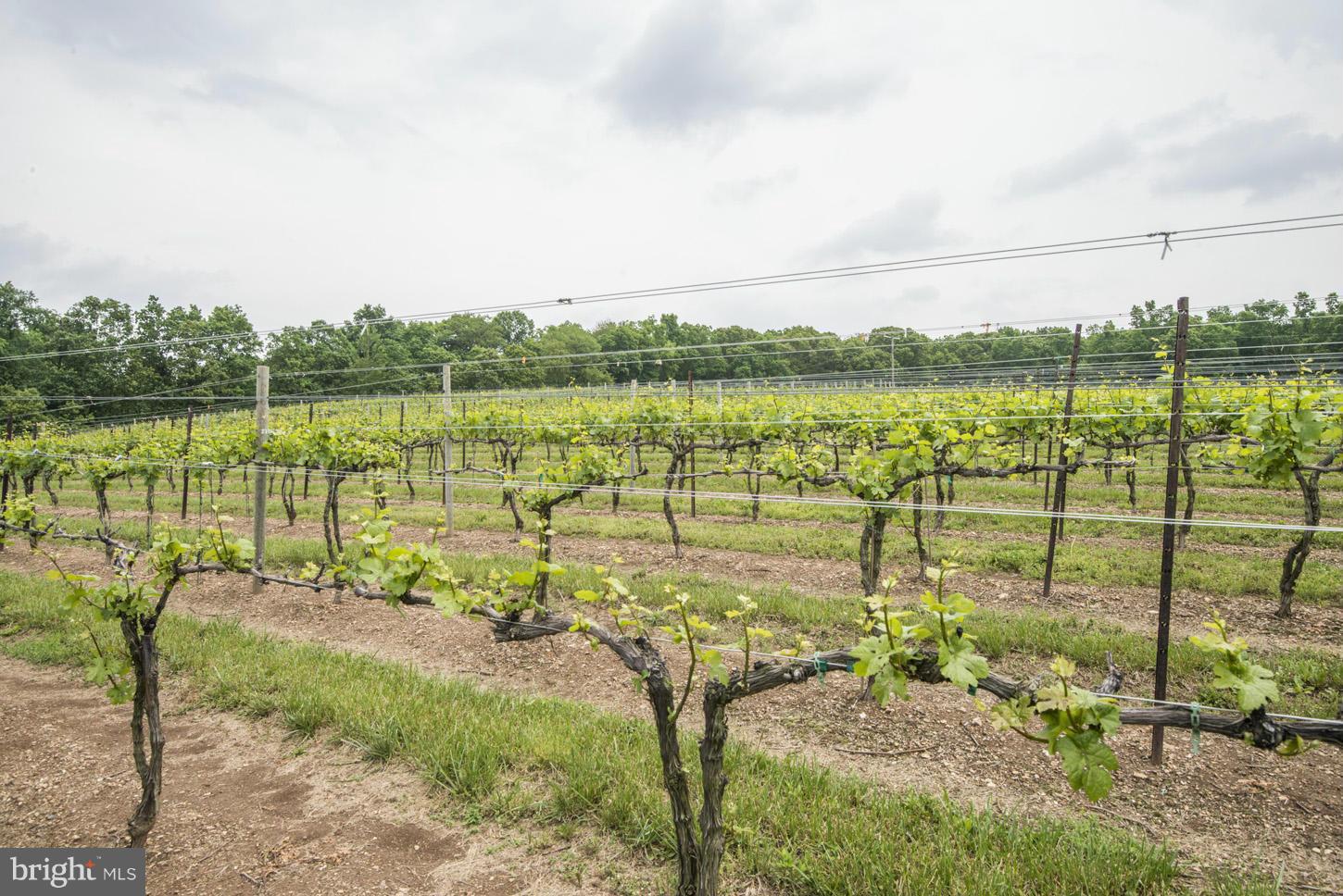 2427 Ebbvale Road Manchester, MD 21102 - Photo 21 of 28 Vineyards