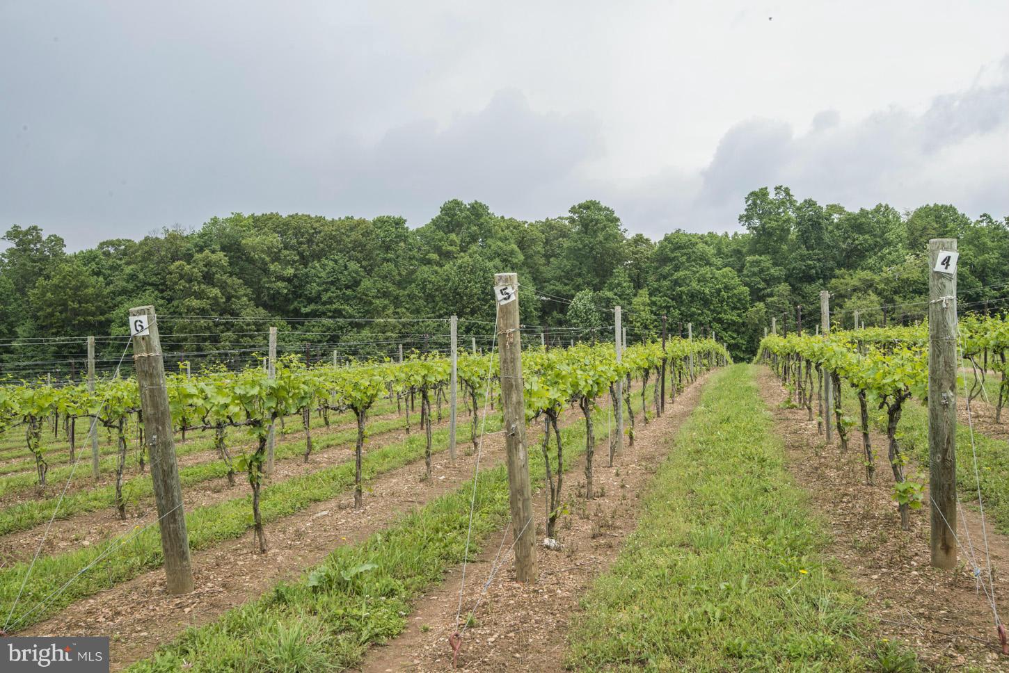 2427 Ebbvale Road Manchester, MD 21102 - Photo 22 of 28 Vineyards