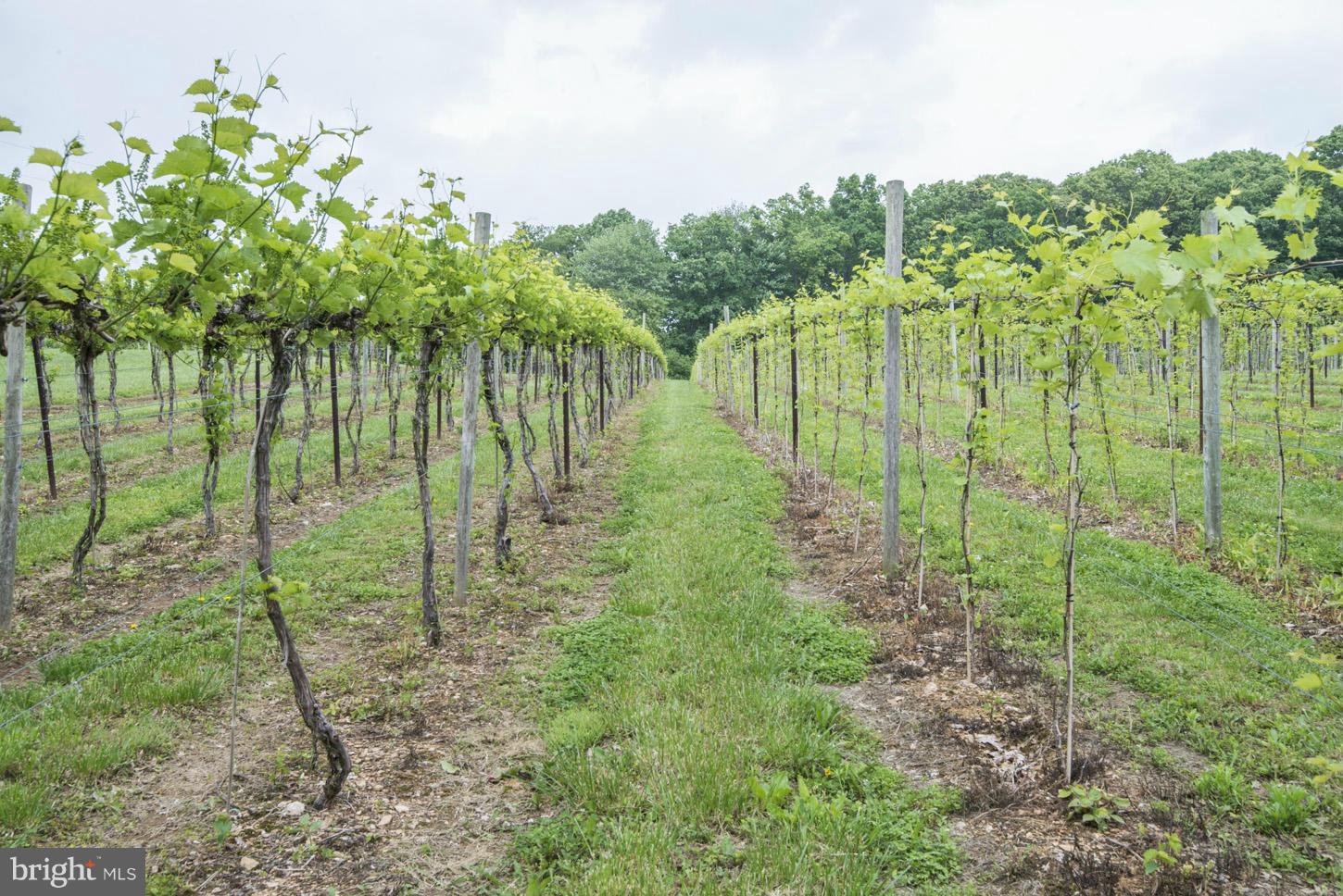 2427 Ebbvale Road Manchester, MD 21102 - Photo 24 of 28 Vineyards