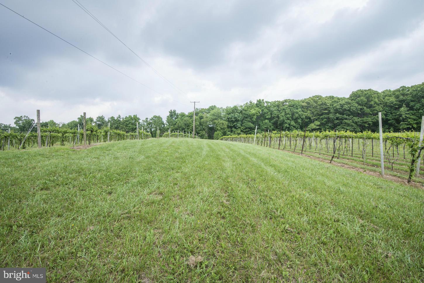 2427 Ebbvale Road Manchester, MD 21102 - Photo 25 of 28 Vineyards