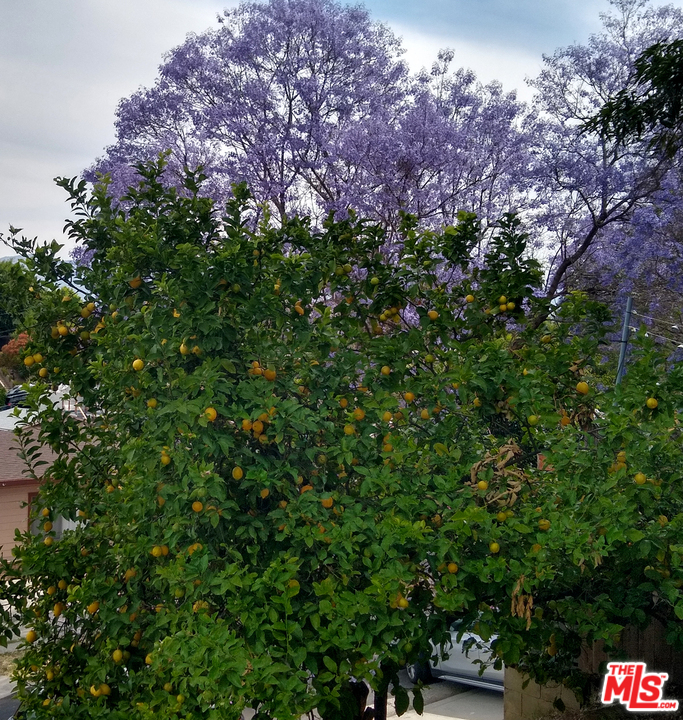 5122 Raphael Street Los Angeles, CA 90042 - Photo 36 of 37 a view of a large yard with lots of green space and plants