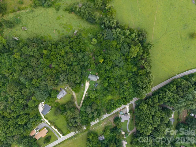 a view of a yard with plants and large trees
