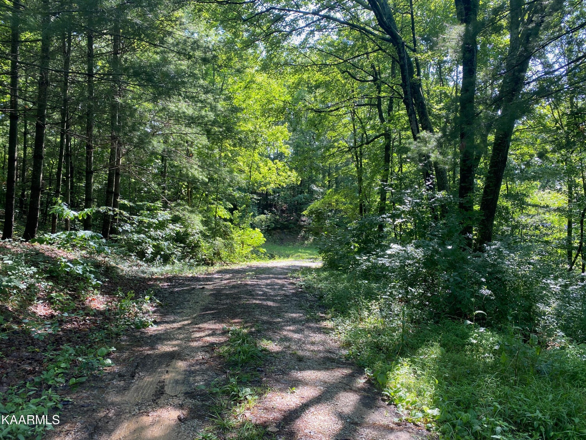 306 Dynatex Road Lancing, TN 37770 - Photo 13 of 13 a view of a garden with plants and large trees
