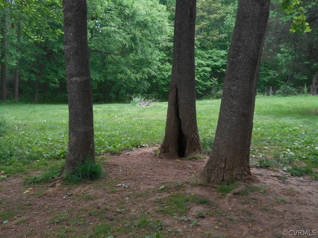 1925 Hill Cross Road Charlotte Court House, VA 23923 - Photo 41 of 50 a view of a forest with a tree