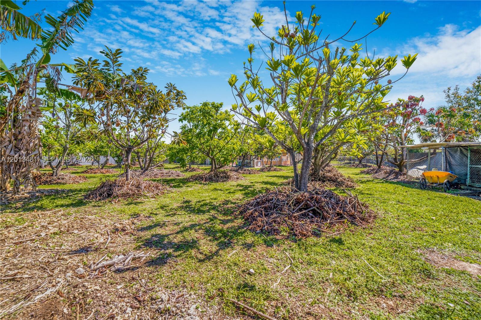 26500 Southwest 167th Avenue Homestead, FL 33031 - Photo 65 of 78 a view of a garden with a tree