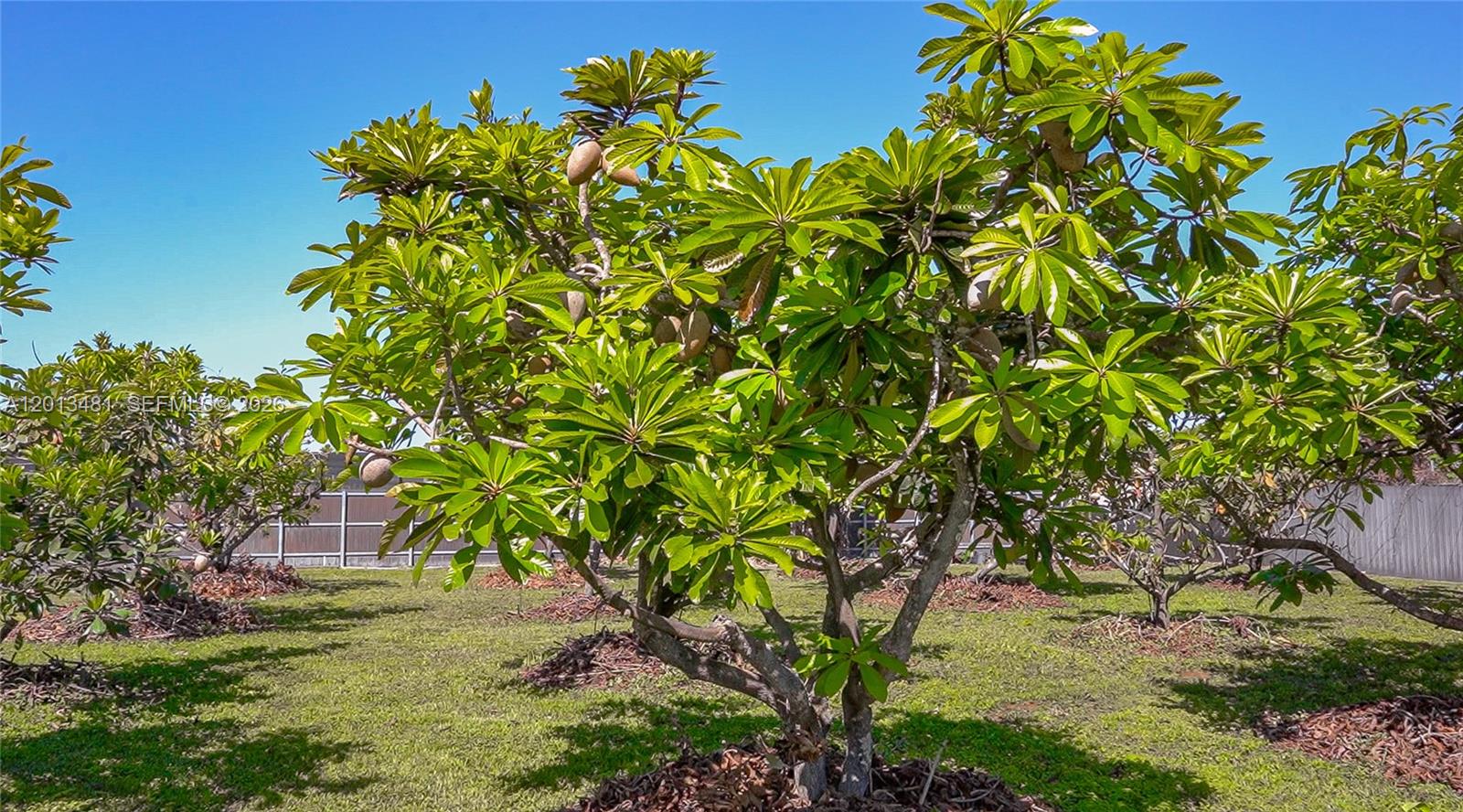 26500 Southwest 167th Avenue Homestead, FL 33031 - Photo 66 of 78 a backyard of a house with lots of green space