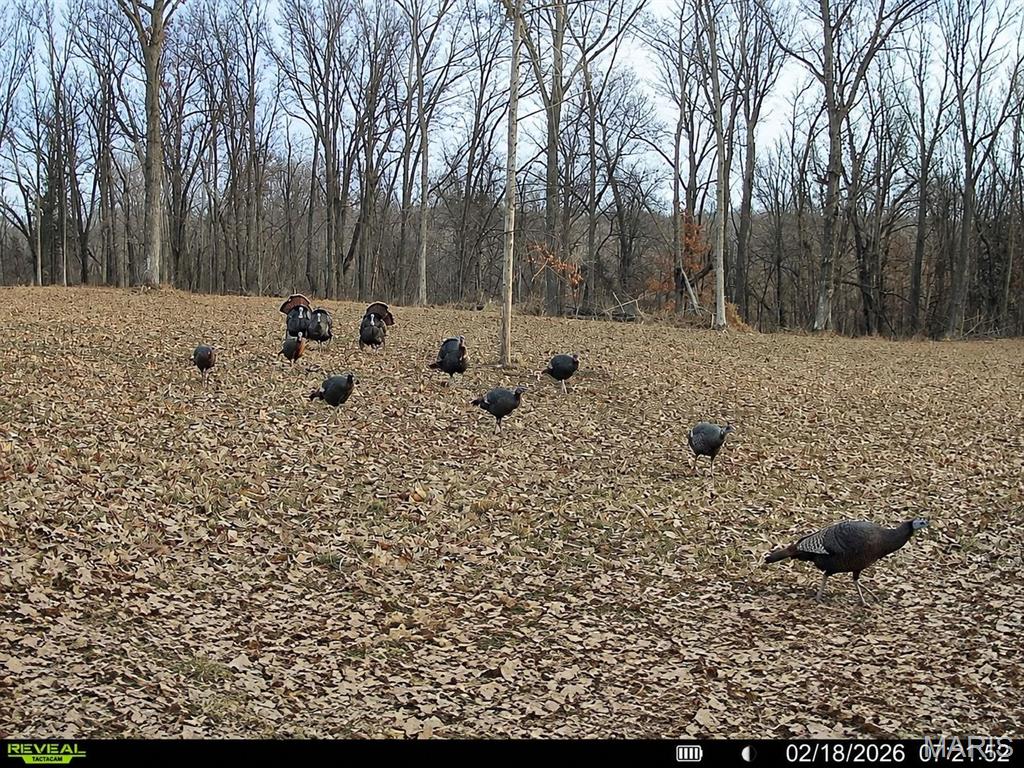 Tbd State Route East Glasgow, MO 65254 - Photo 69 of 74 Gallery Image 69