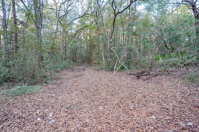 a view of a backyard with large trees