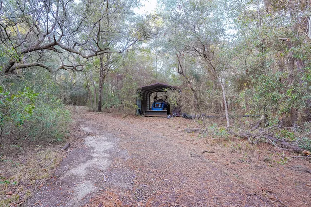 a view of a forest with trees in the background