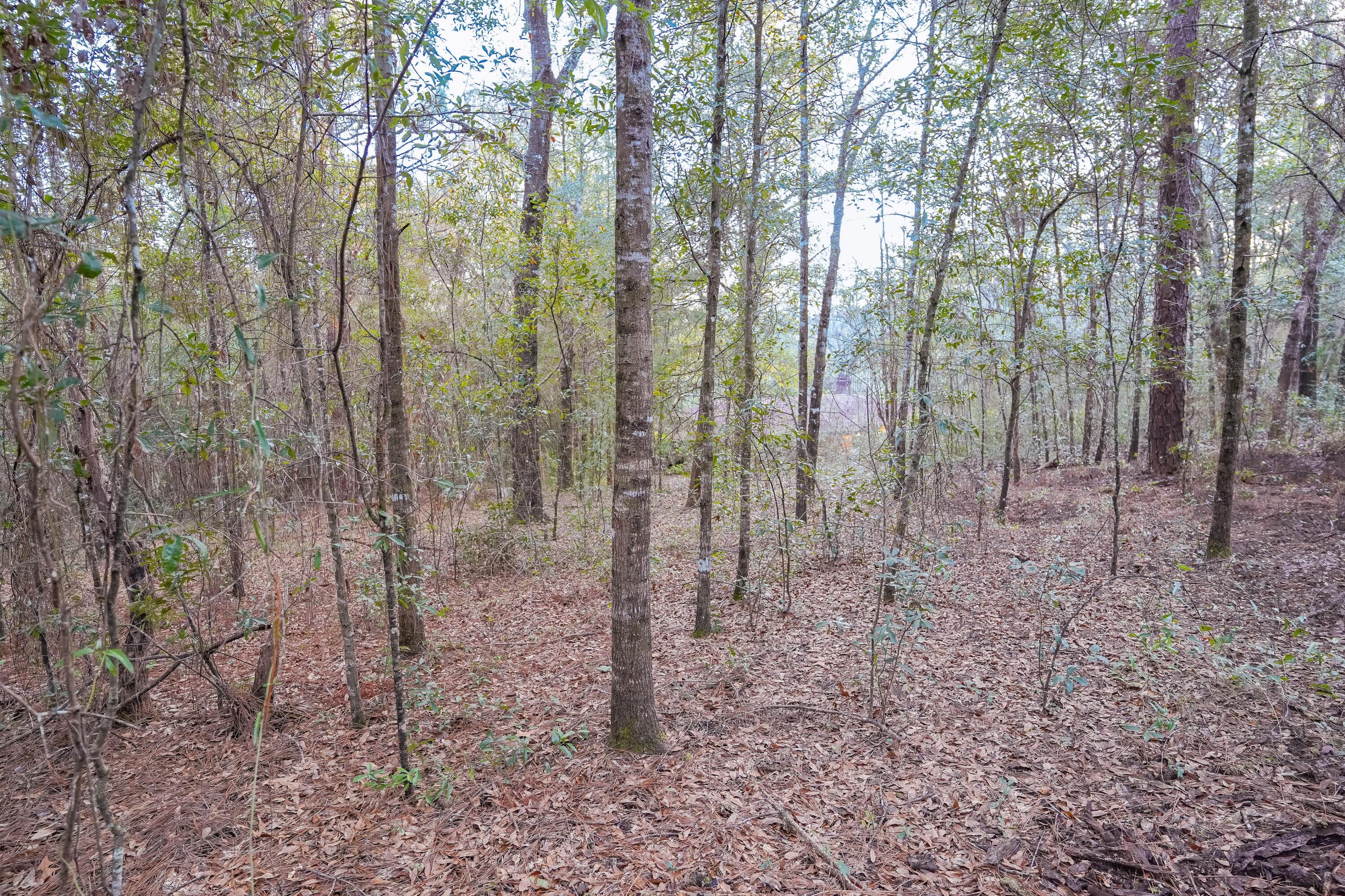 4444 Sundance Way Holt, FL 32564 - Photo 39 of 39 a view of a forest with trees in the background