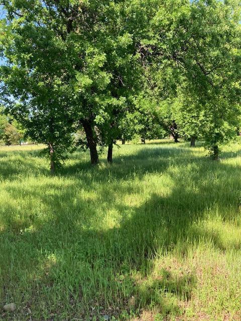 2010 Frontier Trail Anderson, CA 96007 - Photo 3 of 7 a view of yard with green space