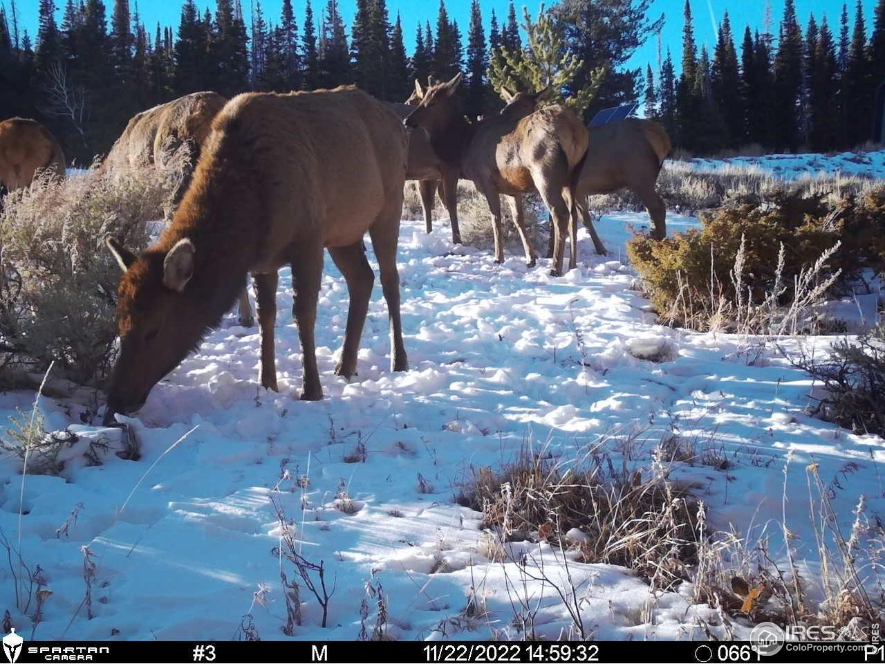 1189 Mountain Ridge Road Red Feather Lakes, CO 80545 - Photo 33 of 40 Gallery Image 33