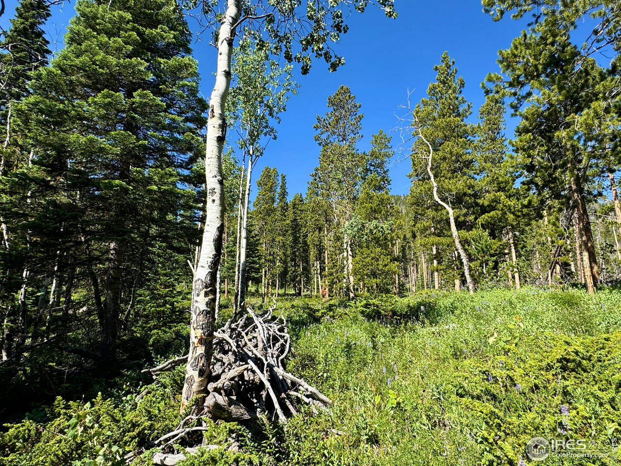 1189 Mountain Ridge Road Red Feather Lakes, CO 80545 - Photo 34 of 40 Gallery Image 34