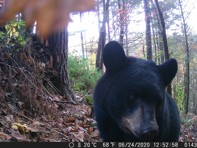 $579,000 | 20 JK Lane, Suches, GA 30572