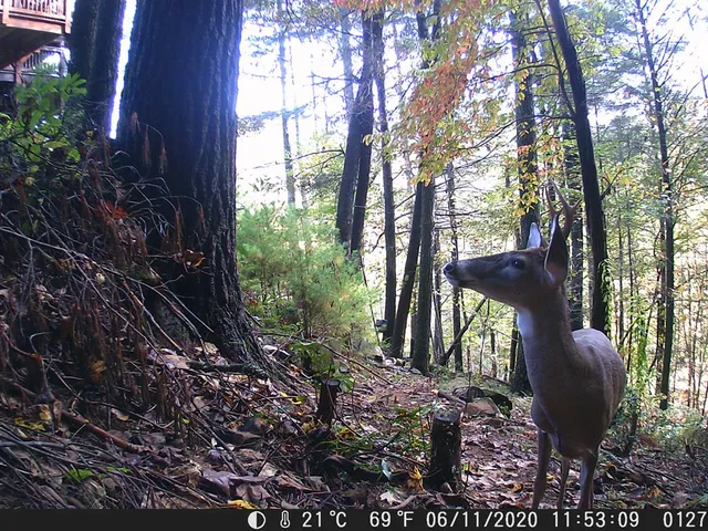 $579,000 | 20 JK Lane, Suches, GA 30572