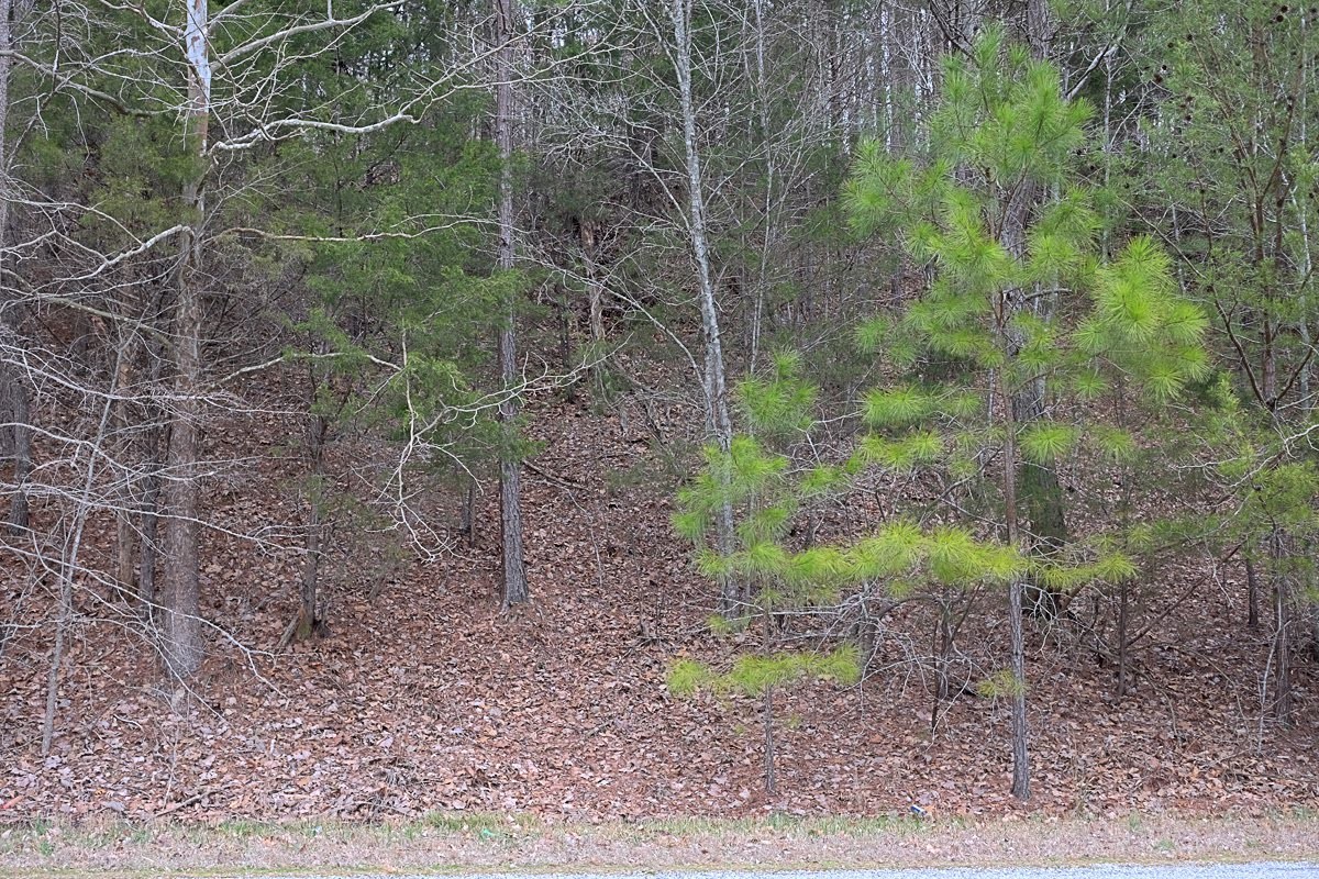 0 Panhandle Road Wartrace, TN 37183 - Photo 1 of 3 a view of a yard and trees