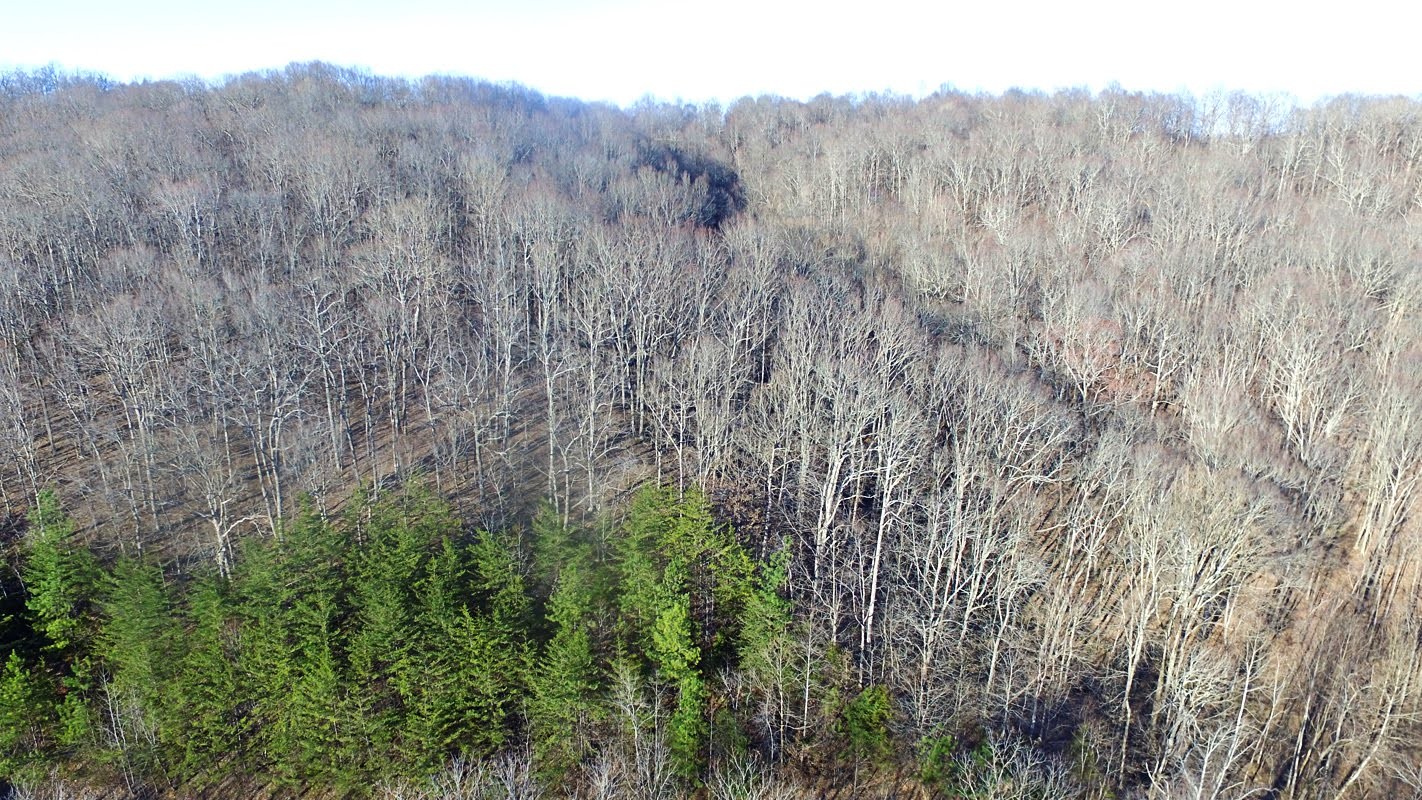 0 Panhandle Road Wartrace, TN 37183 - Photo 3 of 3 a view of a dry yard