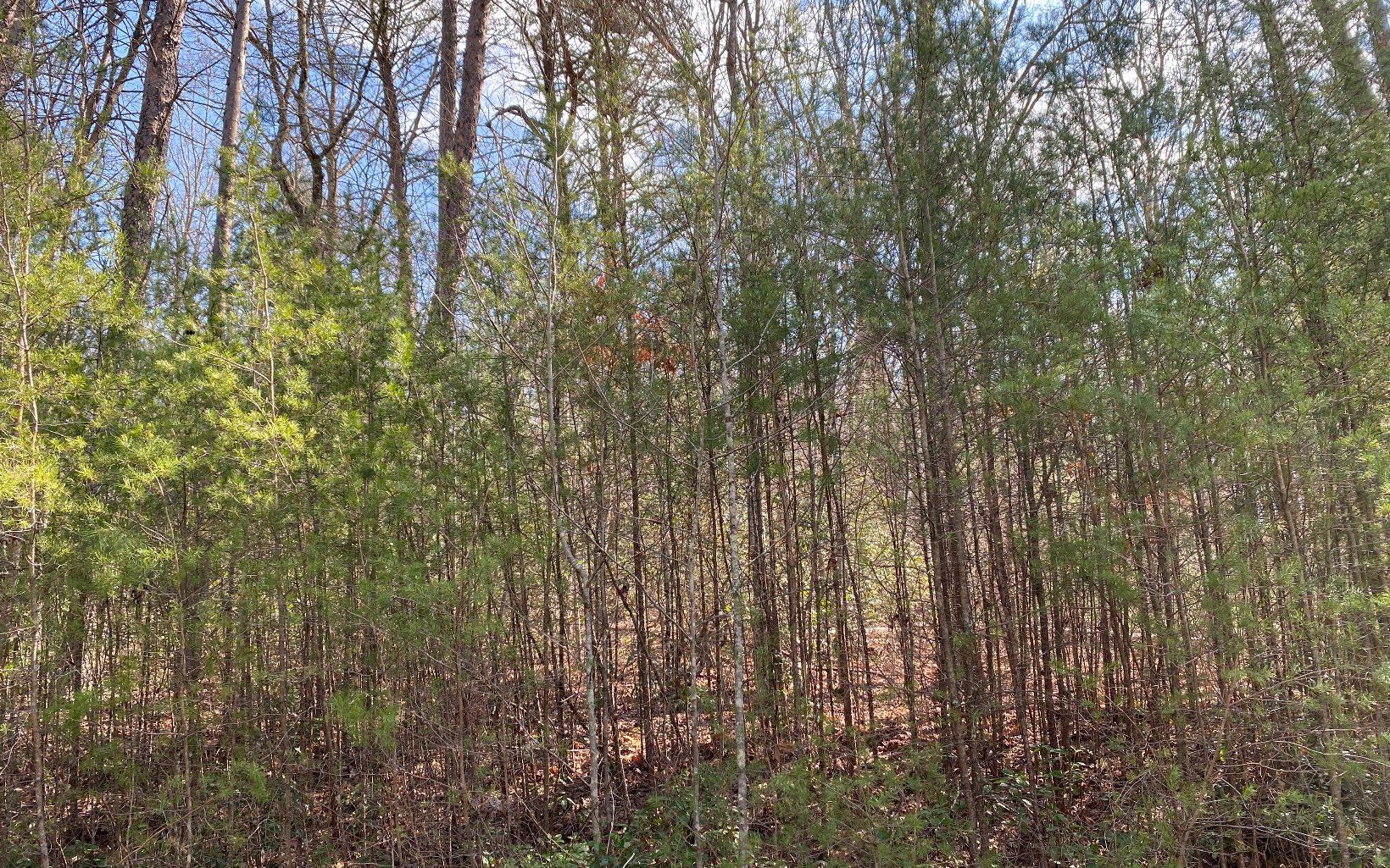 Lot4 Cohutta Overlook Drive Blue Ridge, GA 30513 - Photo 1 of 3 Main View