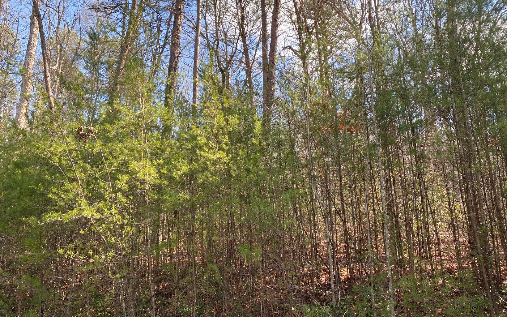 Lot4 Cohutta Overlook Drive Blue Ridge, GA 30513 - Photo 3 of 3 Additional View