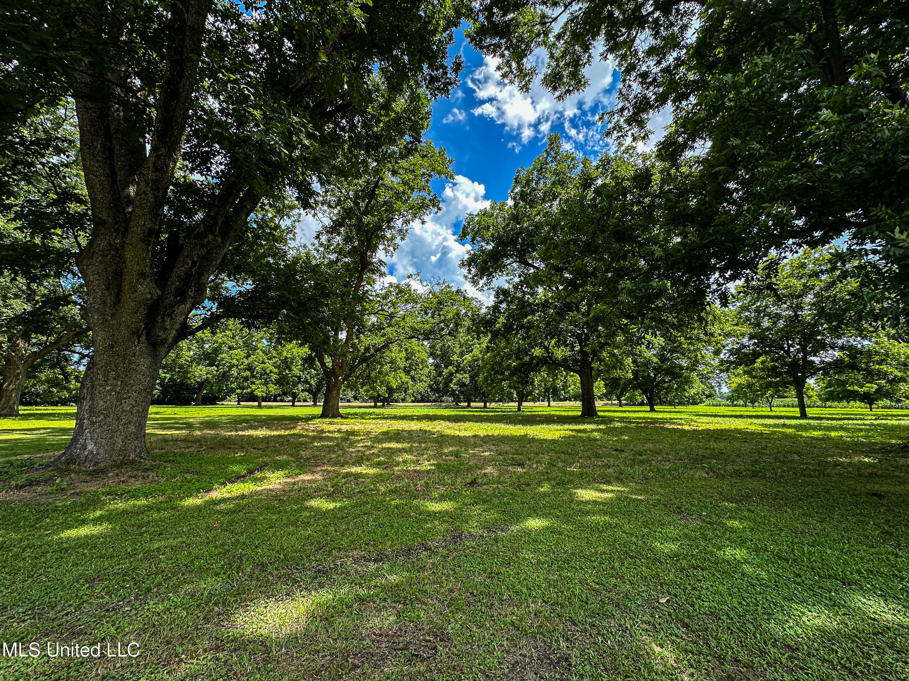 85 Barrack Road Yazoo City, MS 39194 - Photo 28 of 101 IMG_4673