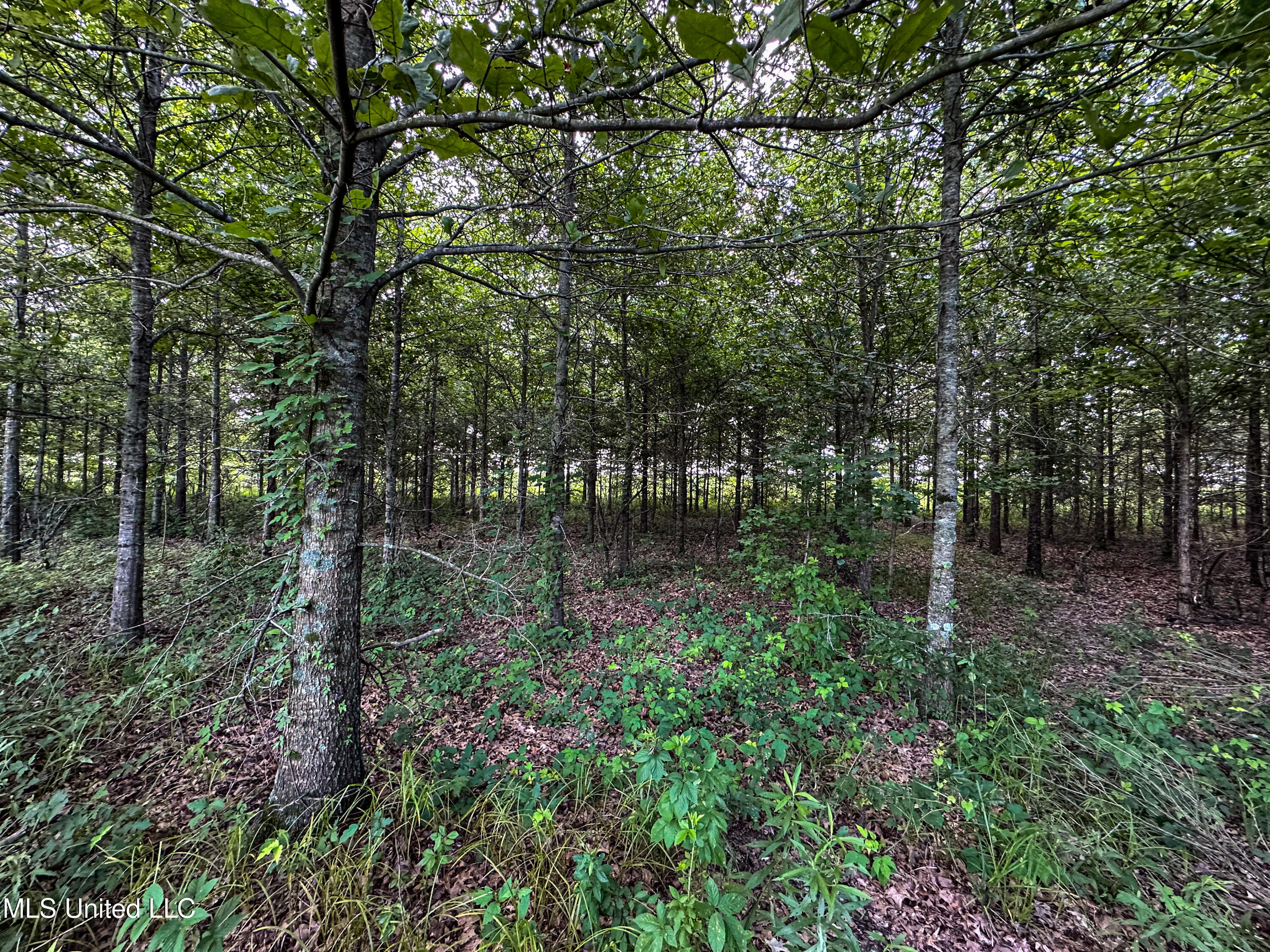 85 Barrack Road Yazoo City, MS 39194 - Photo 41 of 101 IMG_4688